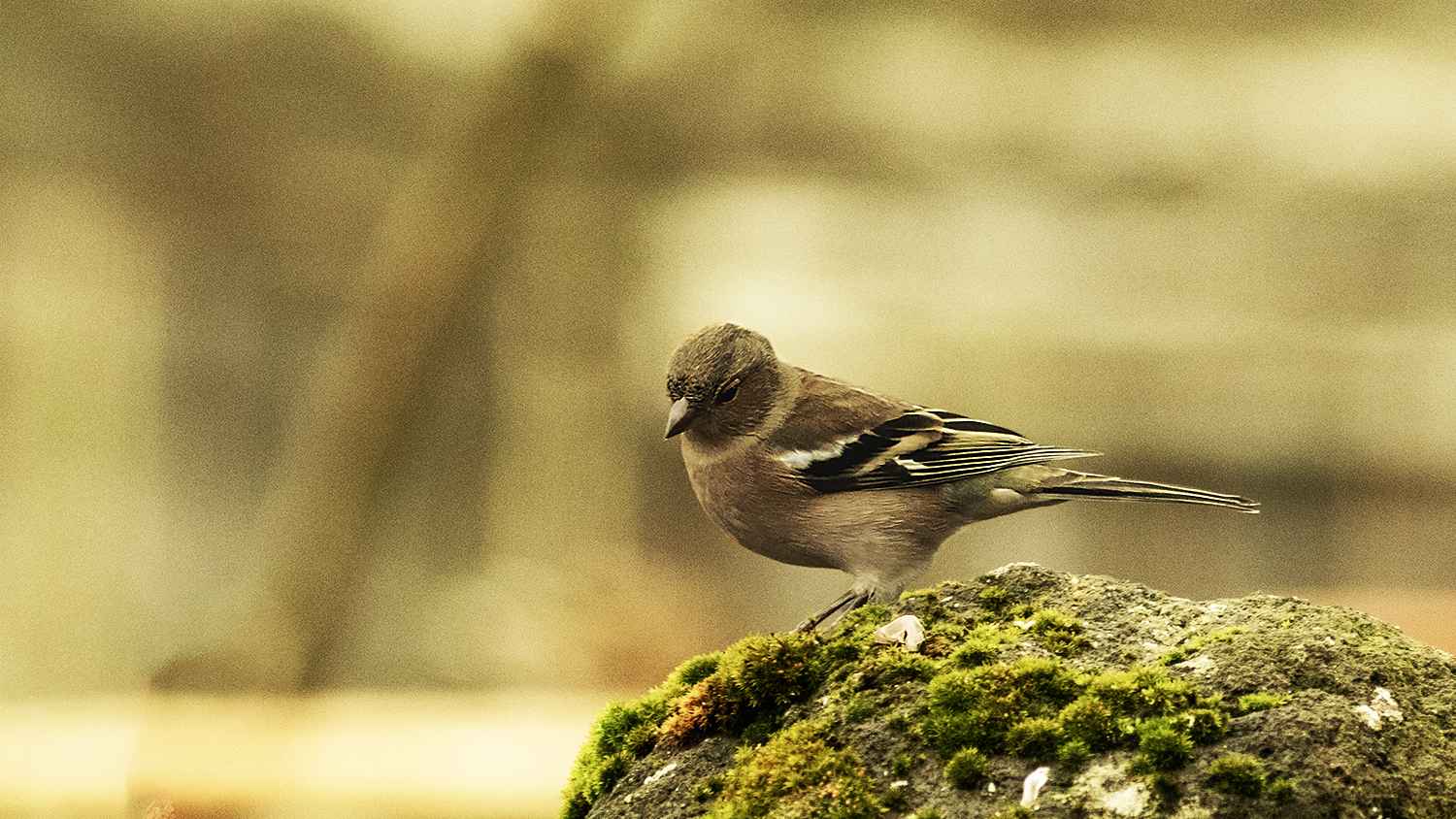 Common Chaffinch